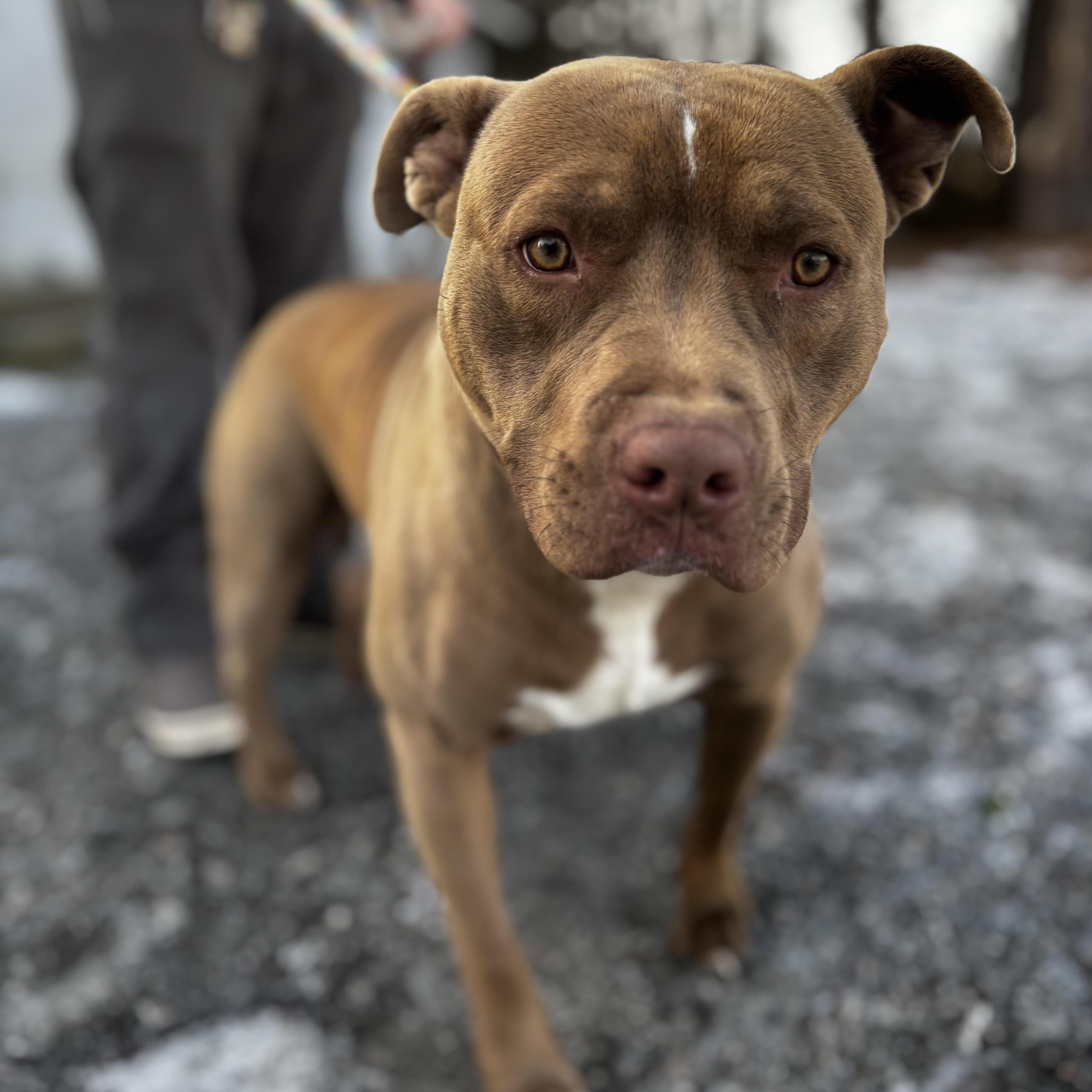 Jericho Absolute Sweetheart