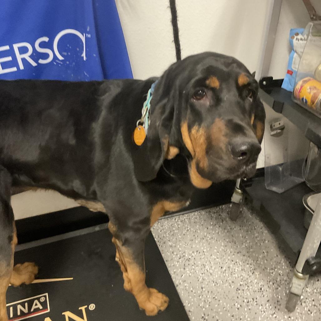 Blunderbuss Misfire "missy"