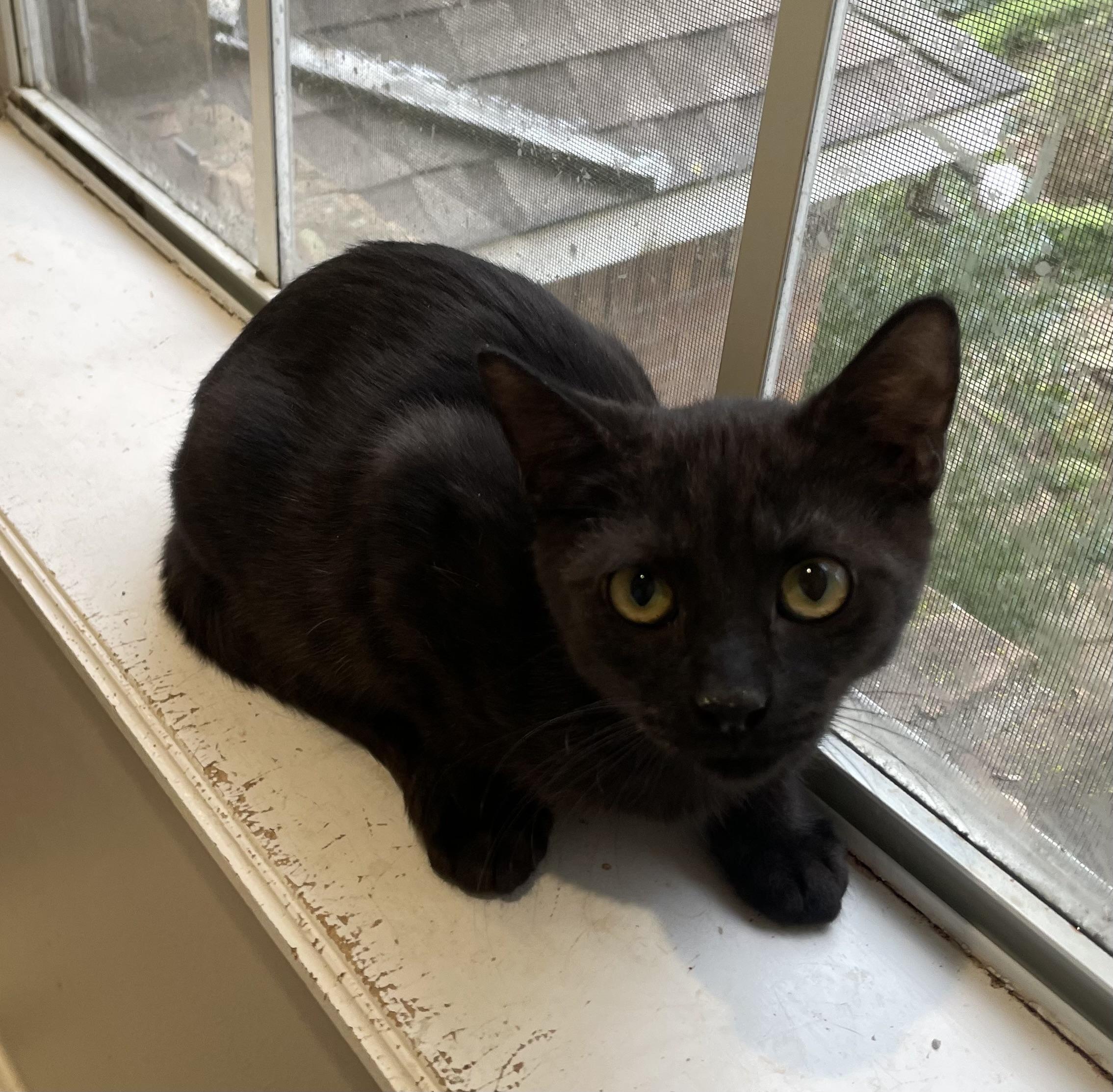 Ravenportofino Petsmart