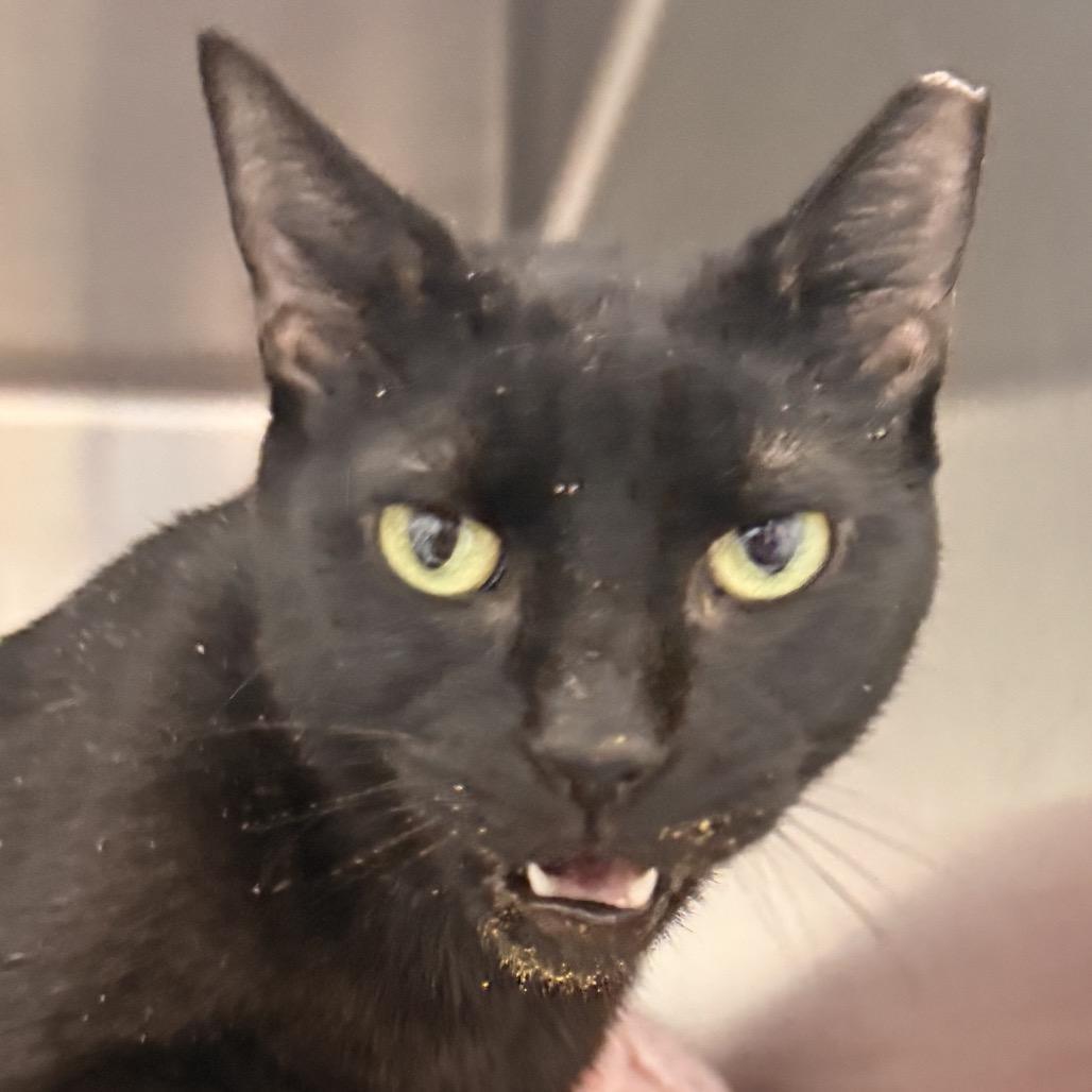 A young medium-sized female Black Domestic Short Hair cat named Salem for adoption in Evansville, IN