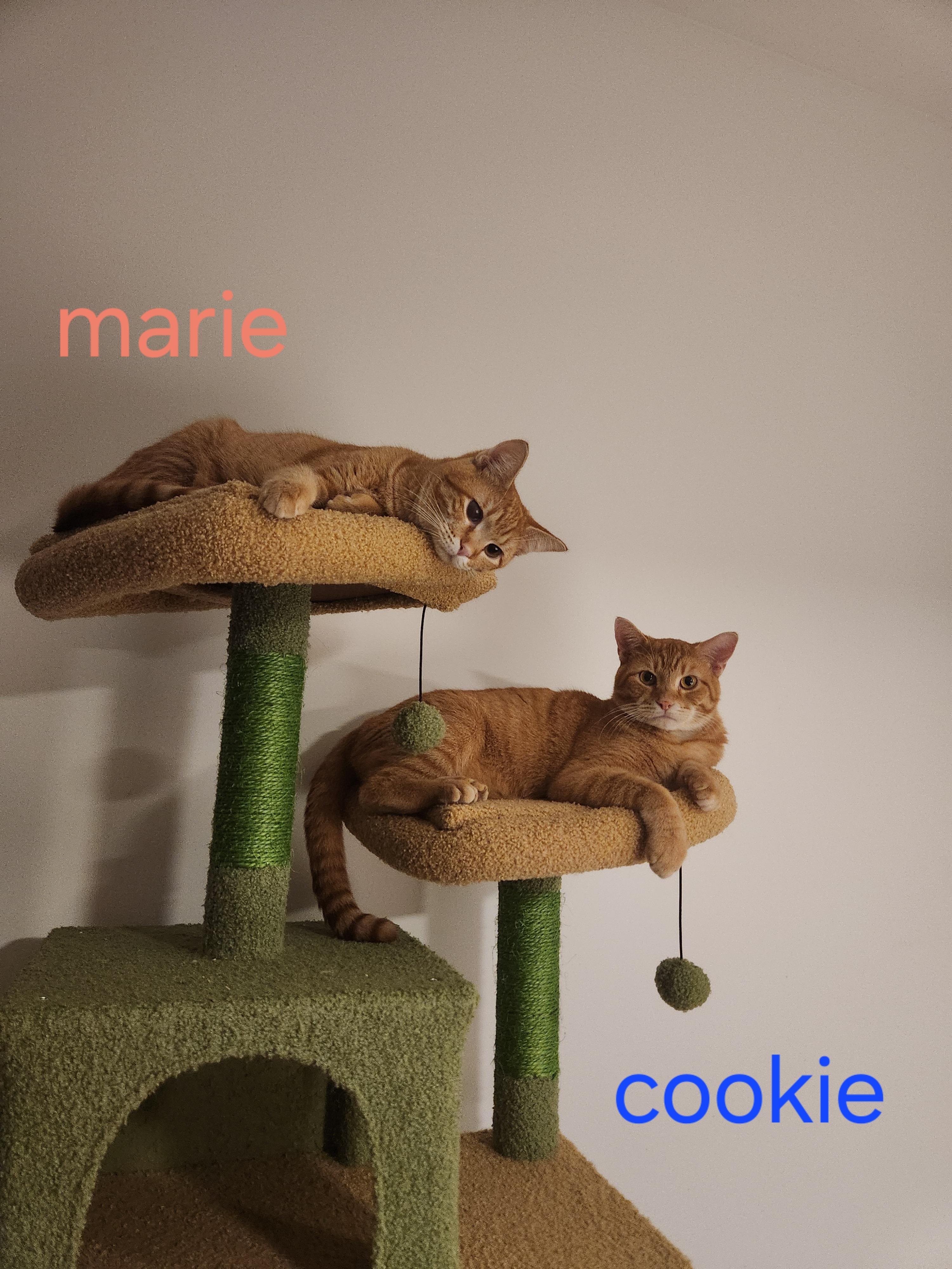 Cookie & Marie