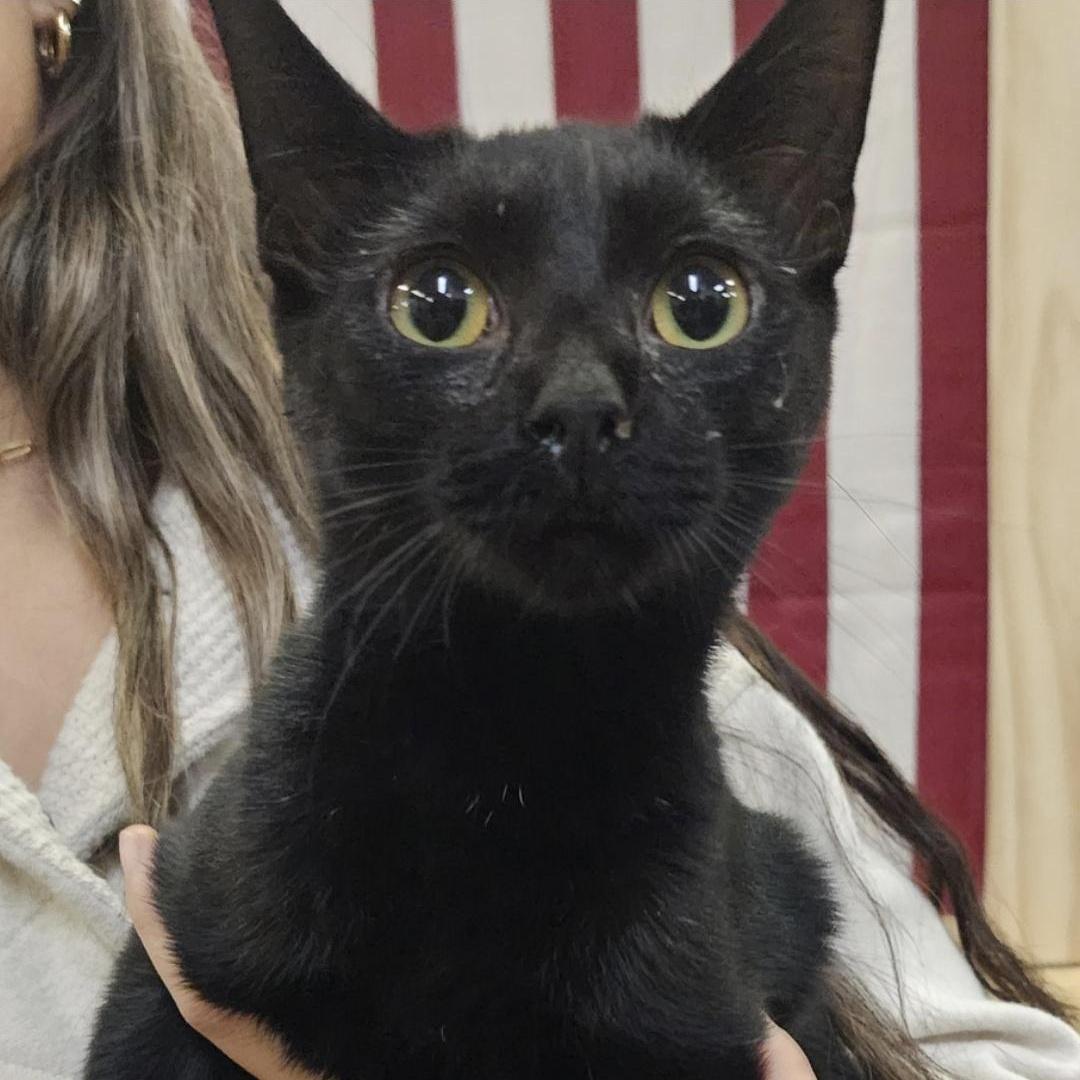 A young medium-sized male Black Domestic Short Hair cat named Onyx for adoption in Chuckey, TN