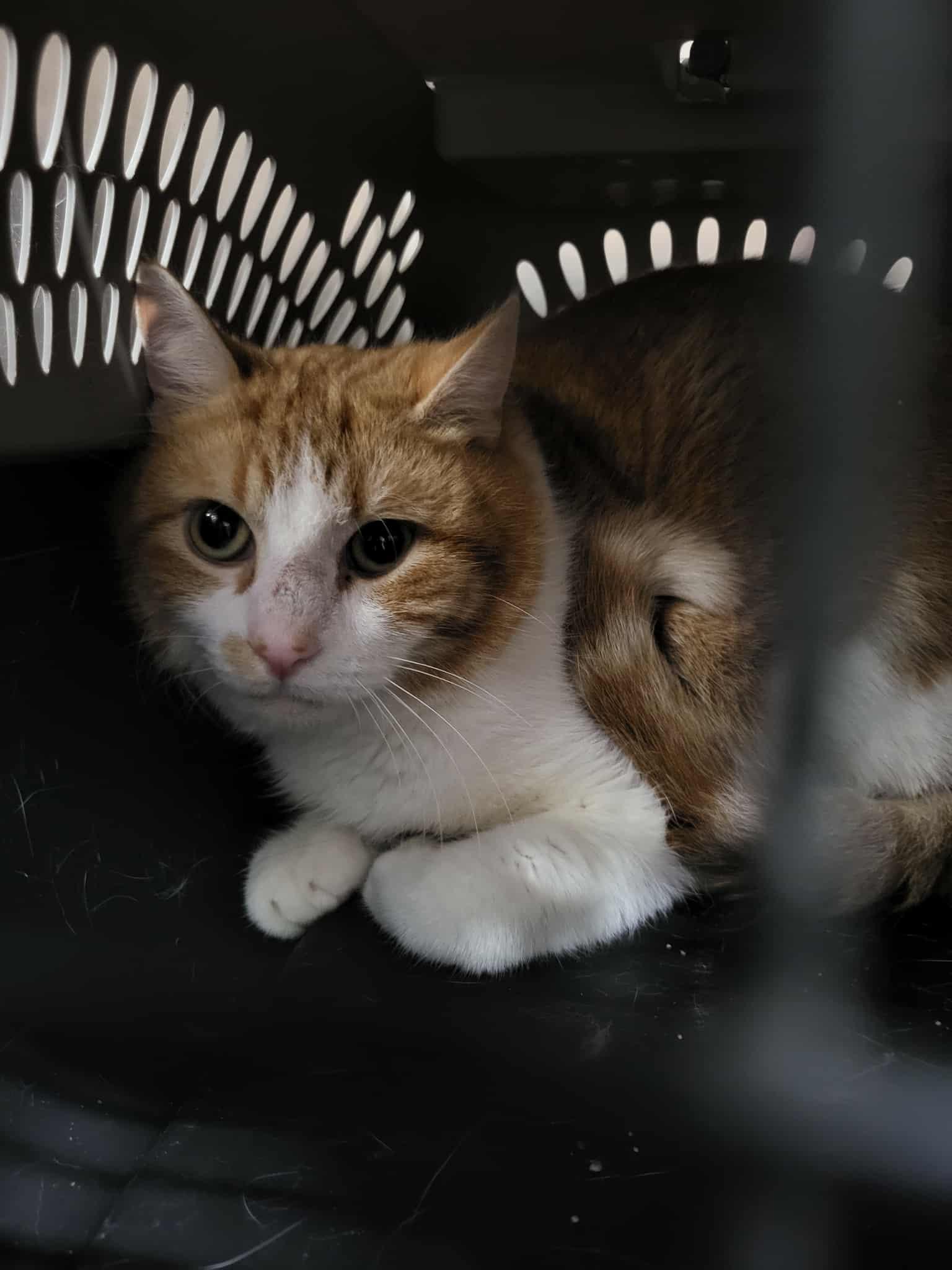 John “quincy” Adams