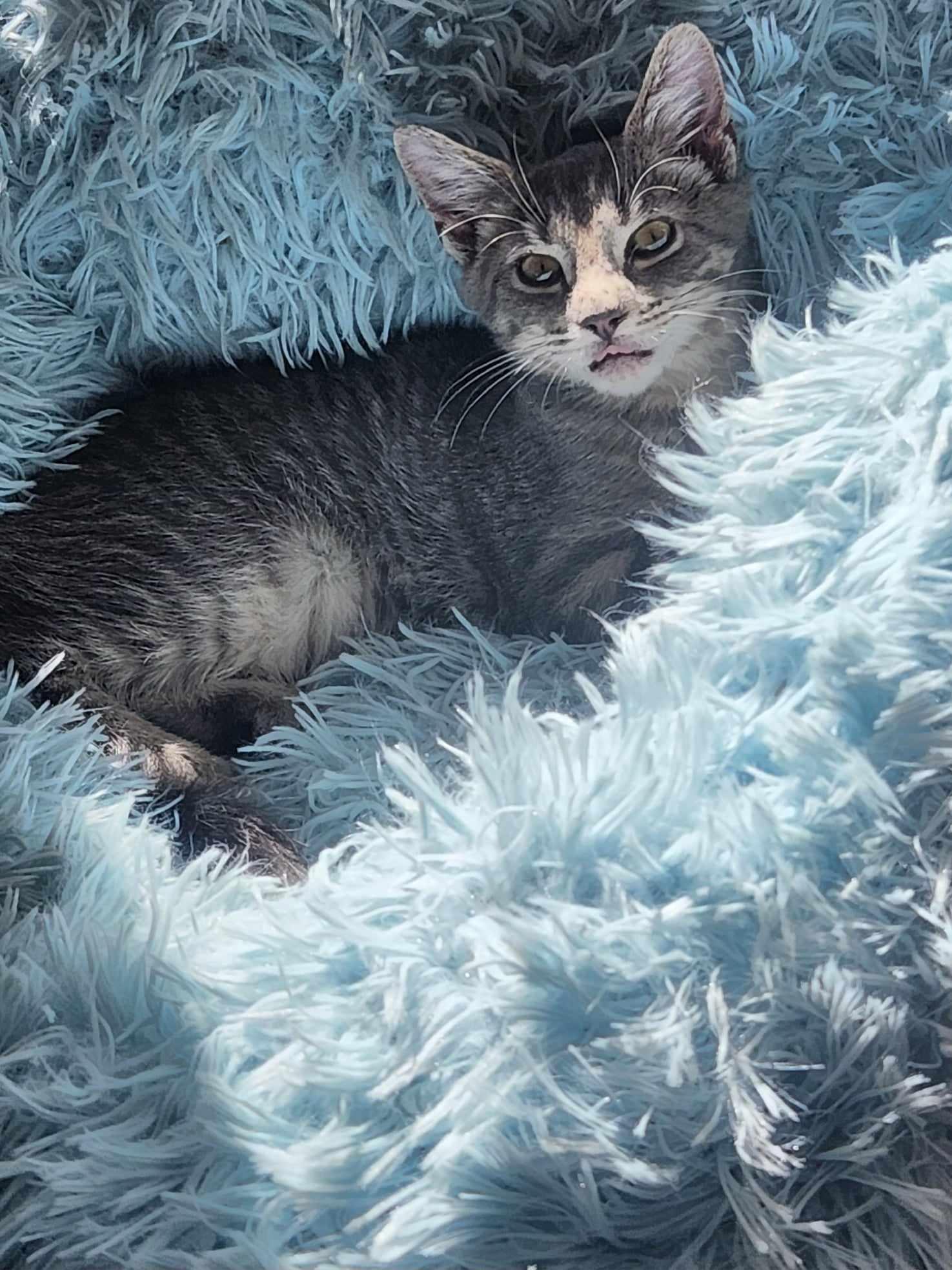 Johnny Rotten photo 1