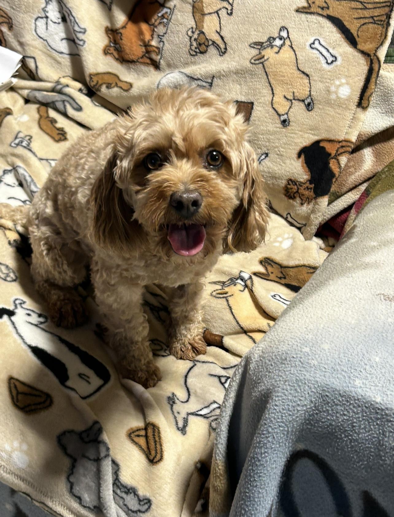 An adult small-sized female Red / Chestnut / Orange Cavapoo dog named Betsy for adoption in Antwerp, OH