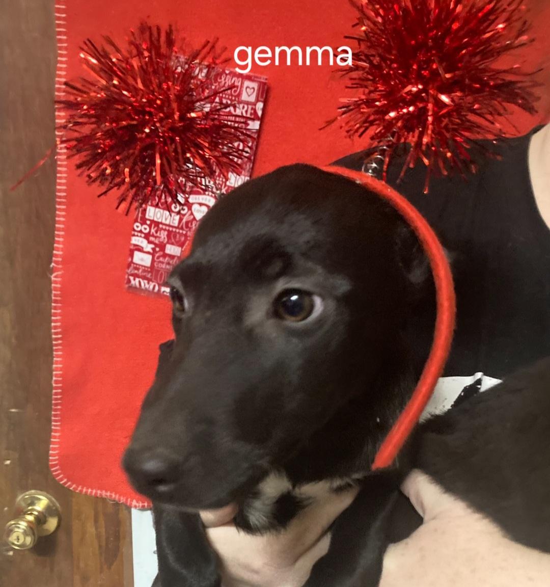 P Gemma