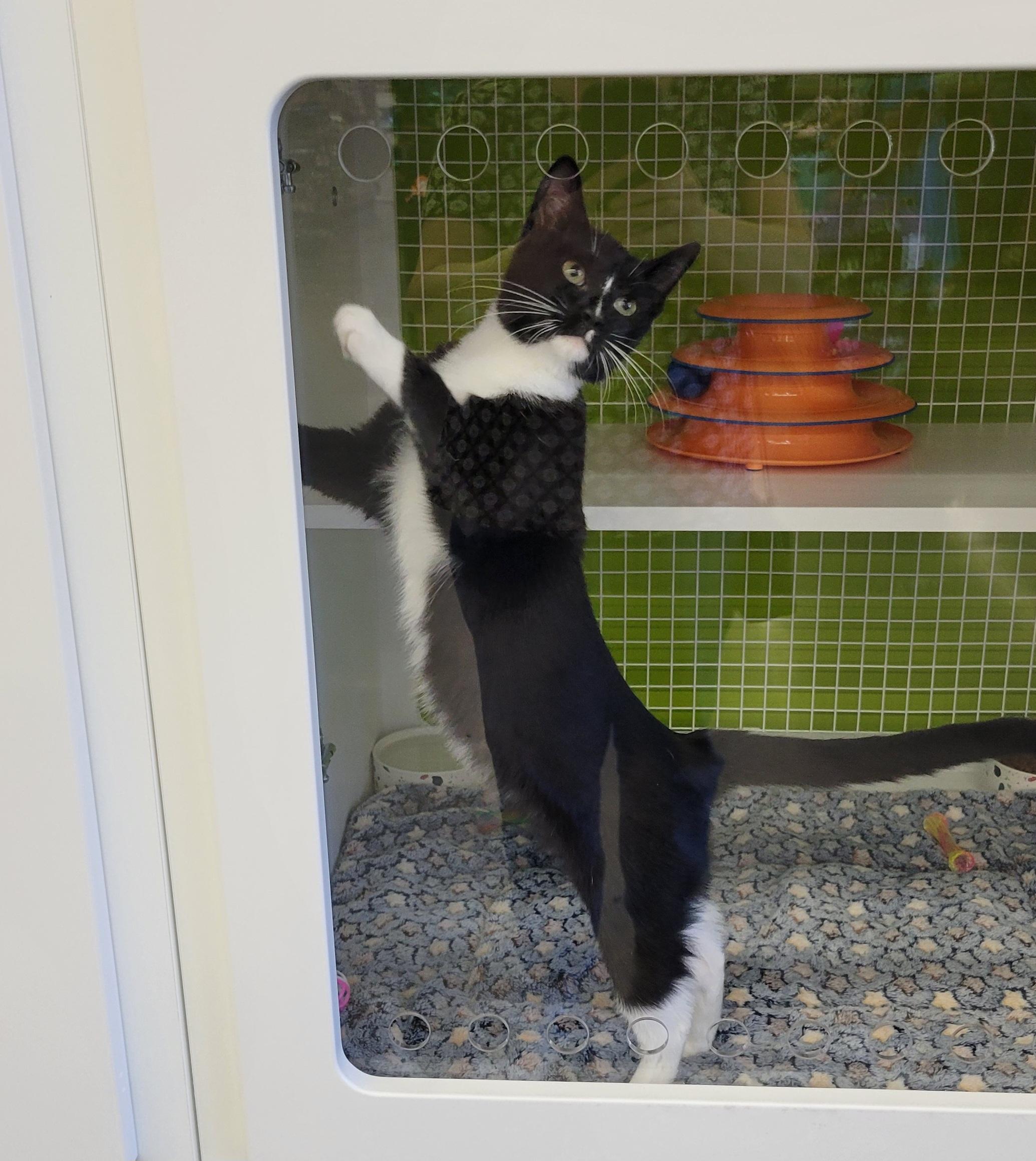 Gemini Zodiac Litter