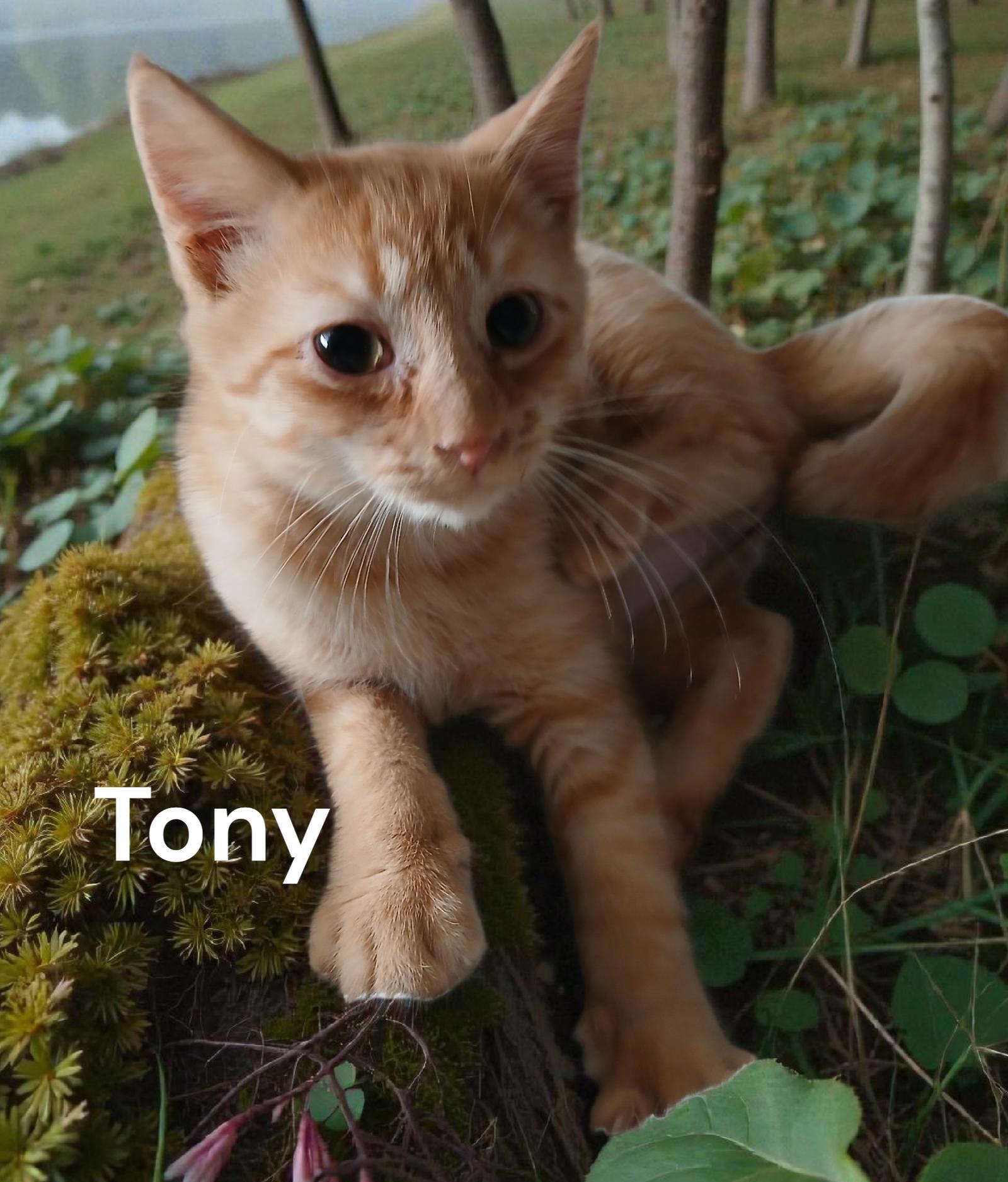 Tony