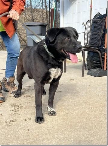 Dutch A Majestic Lab