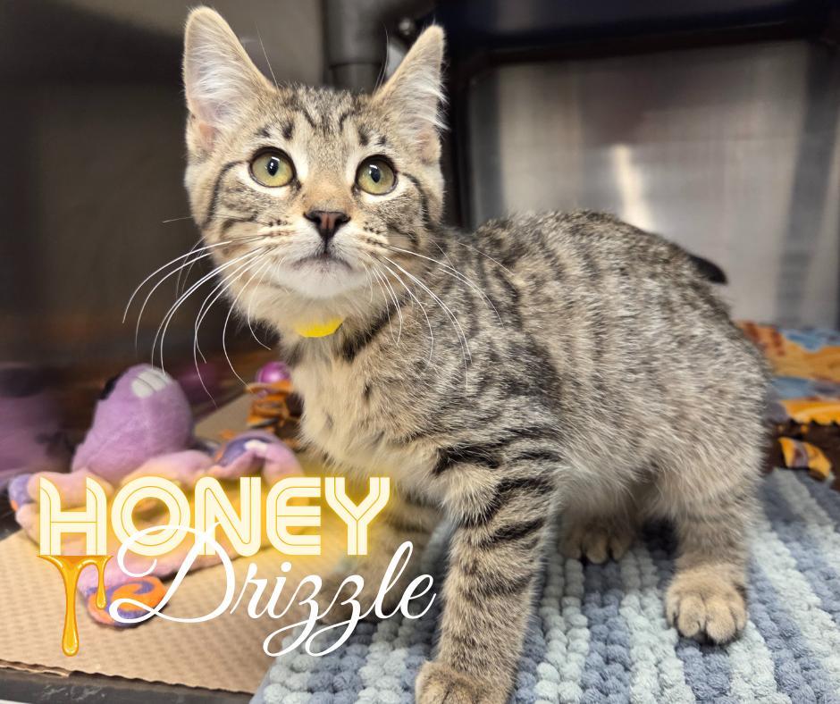 Honey Drizzle photo 1