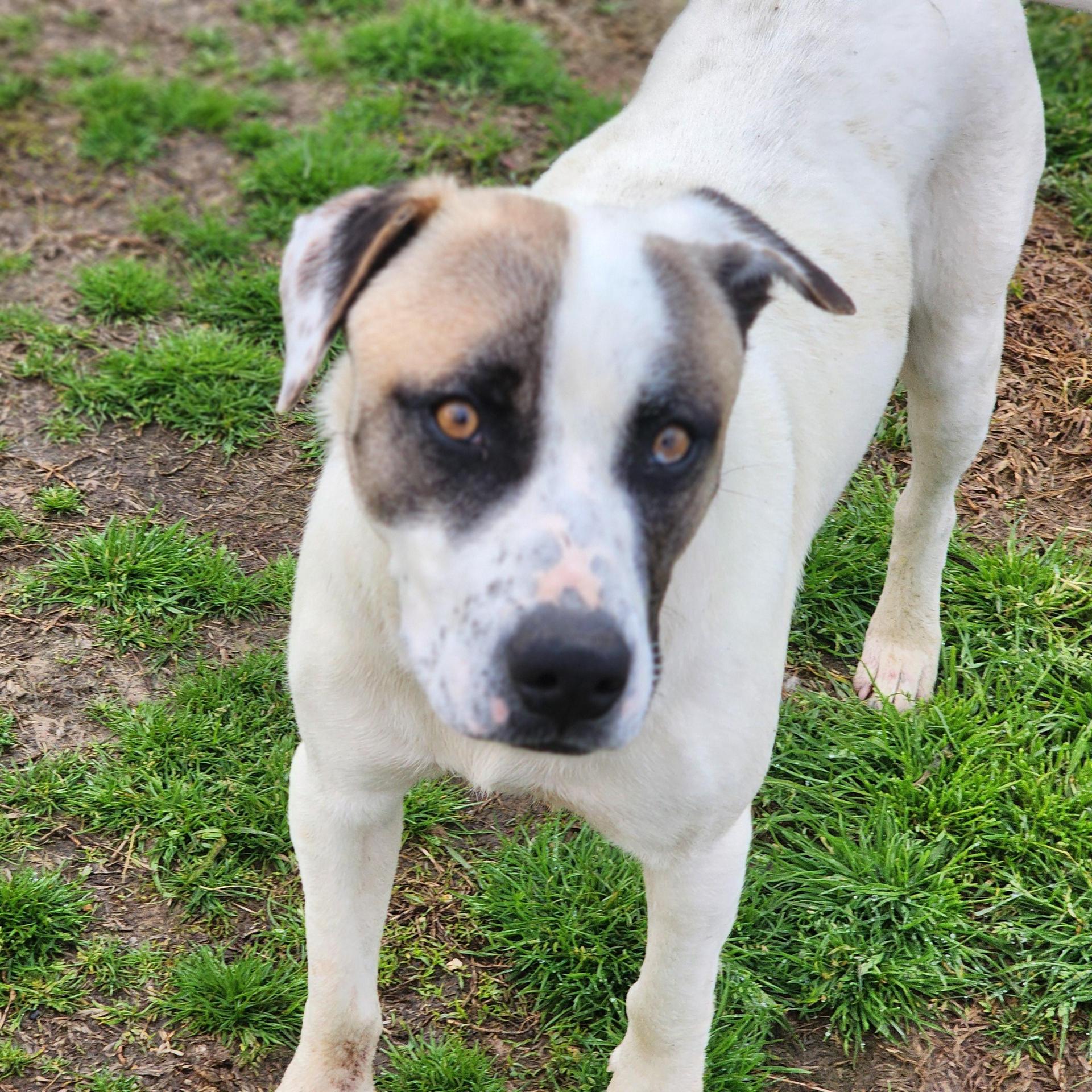 An adult large-sized male White / Cream Anatolian Shepherd dog named Roger for adoption in Sheridan, AR