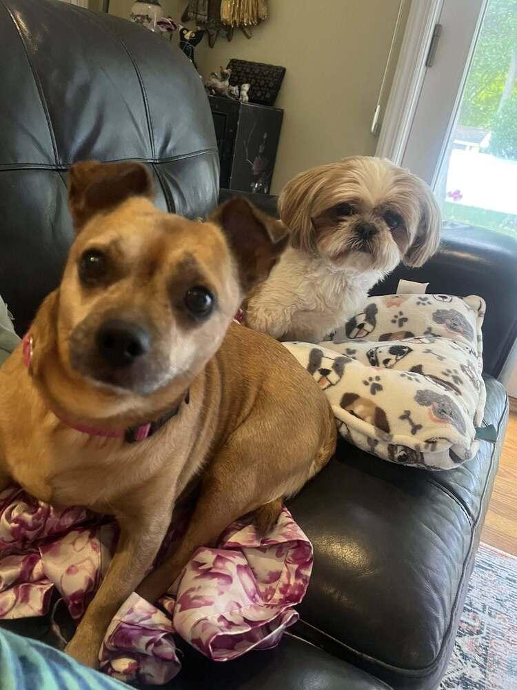 A senior small-sized male Chihuahua dog named Sammy for adoption in Huntington, NY