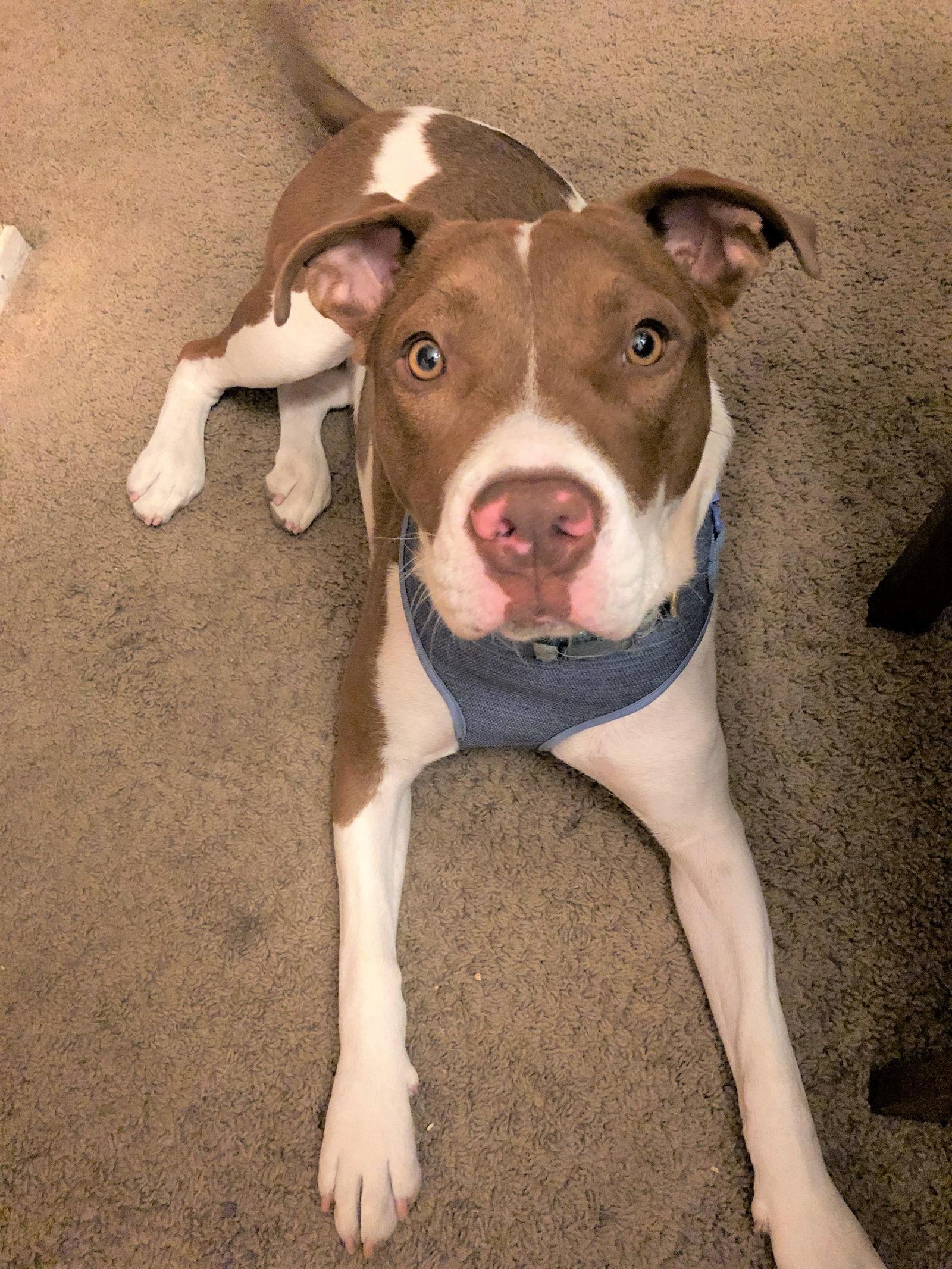 Harley Quinn Courtesy Listing