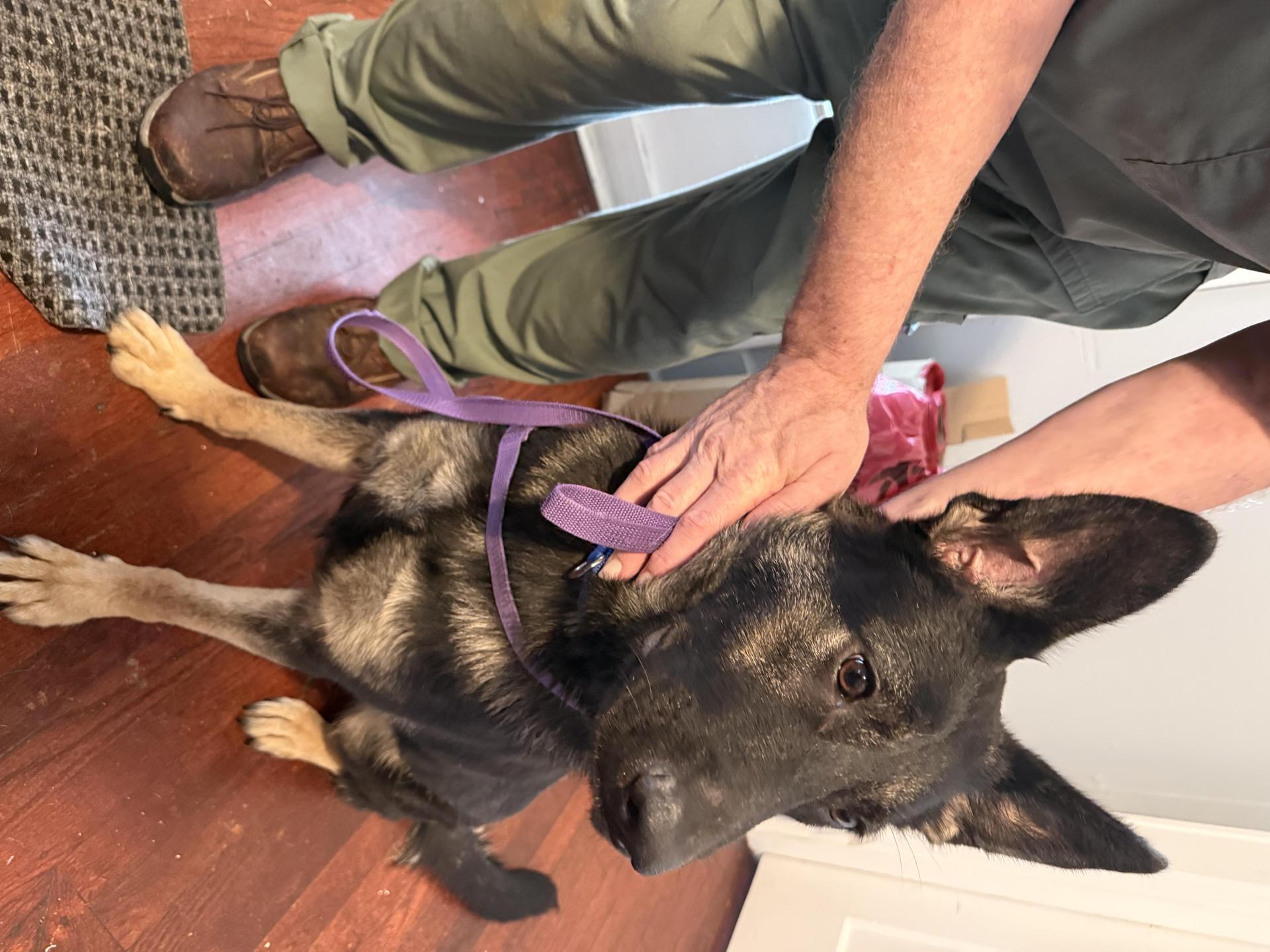 A young large-sized female Black German Shepherd Dog dog named Roxy for adoption in Memphis, TN