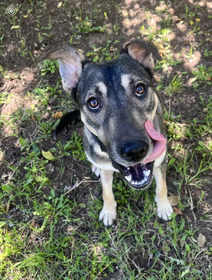 A young medium-sized female German Shepherd Dog dog named Cypress : The Sweet for adoption in Houston, TX
