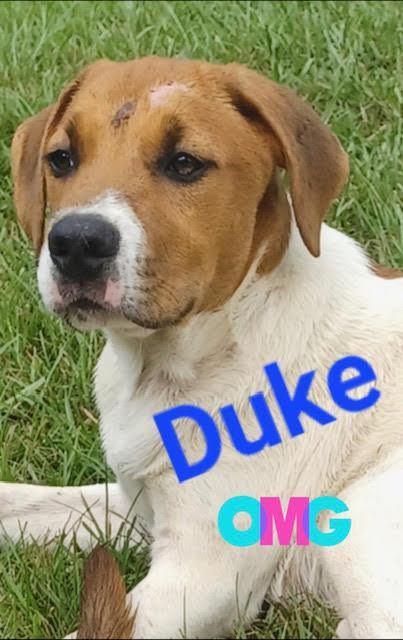 Duke