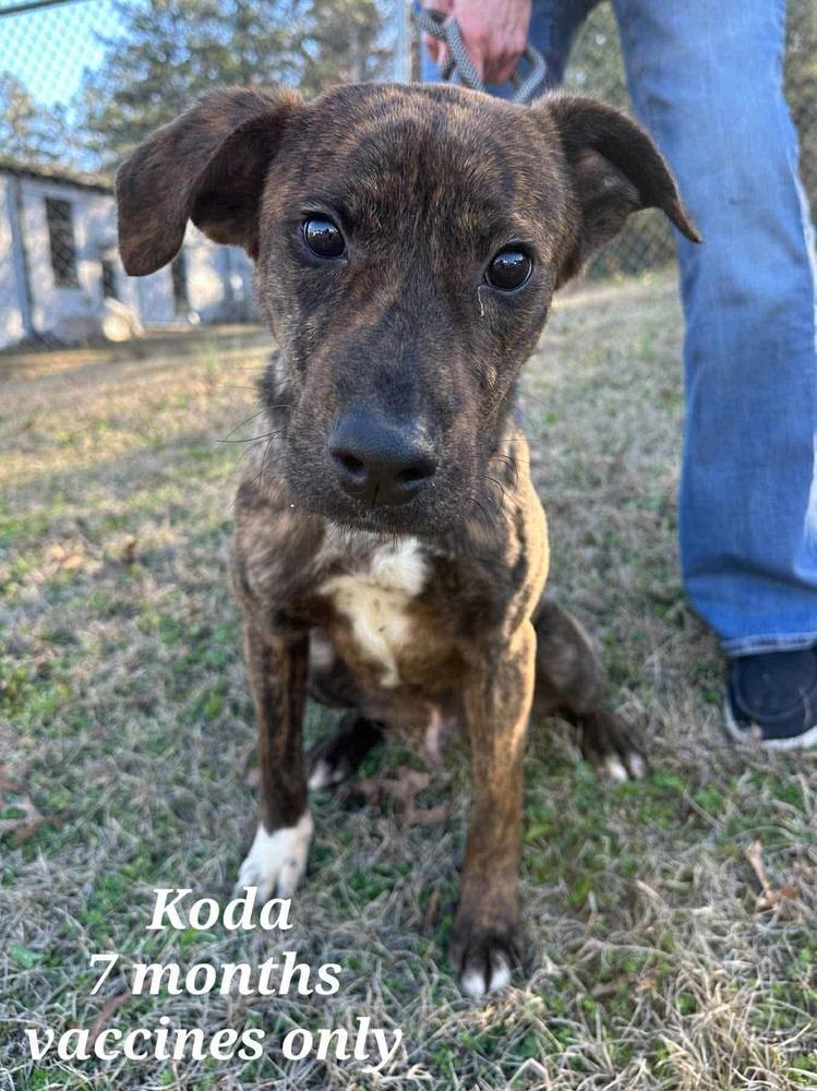 Koda