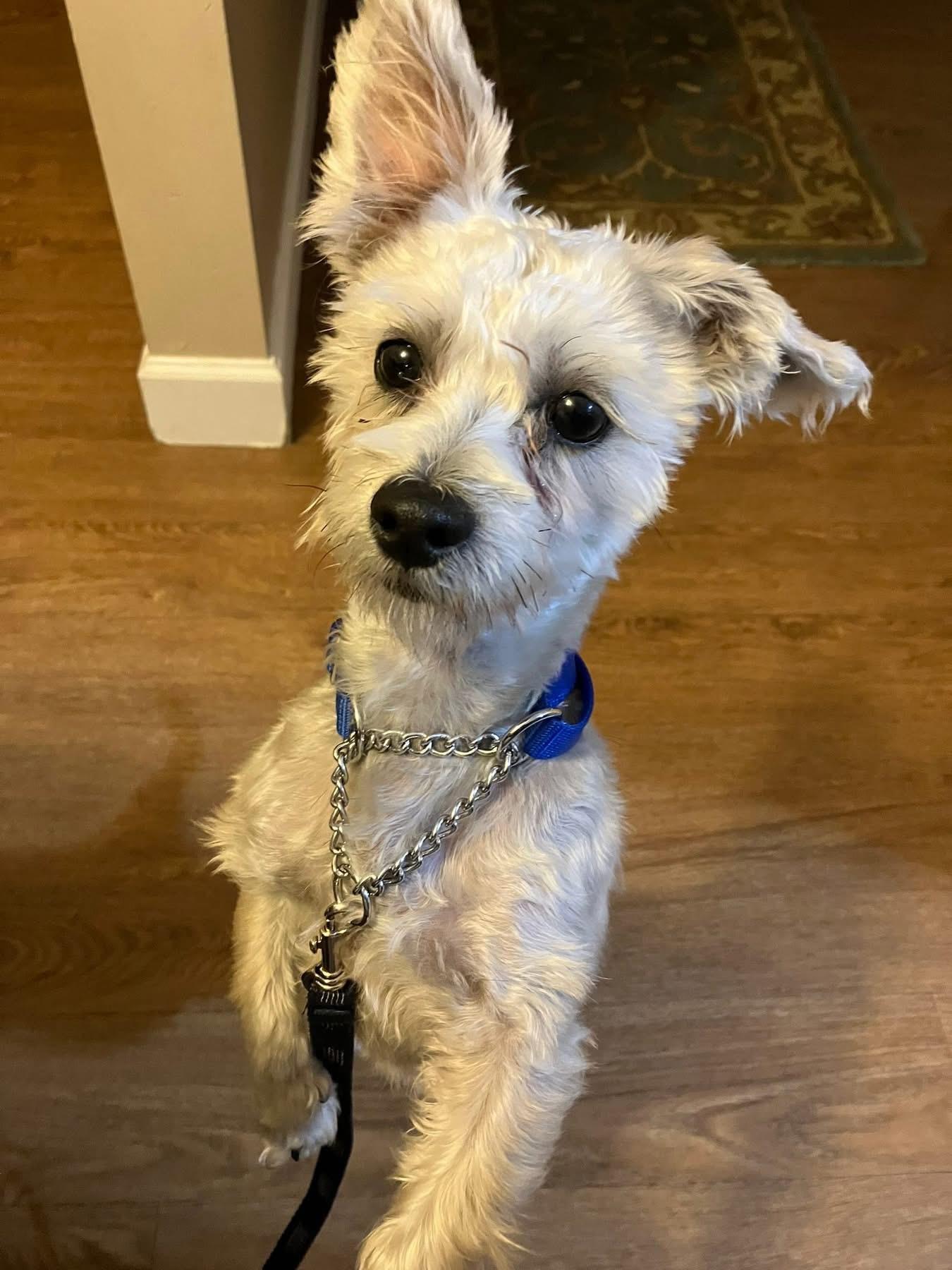 An adult small-sized male Silky Terrier dog named Cider for adoption in Schnecksville, PA