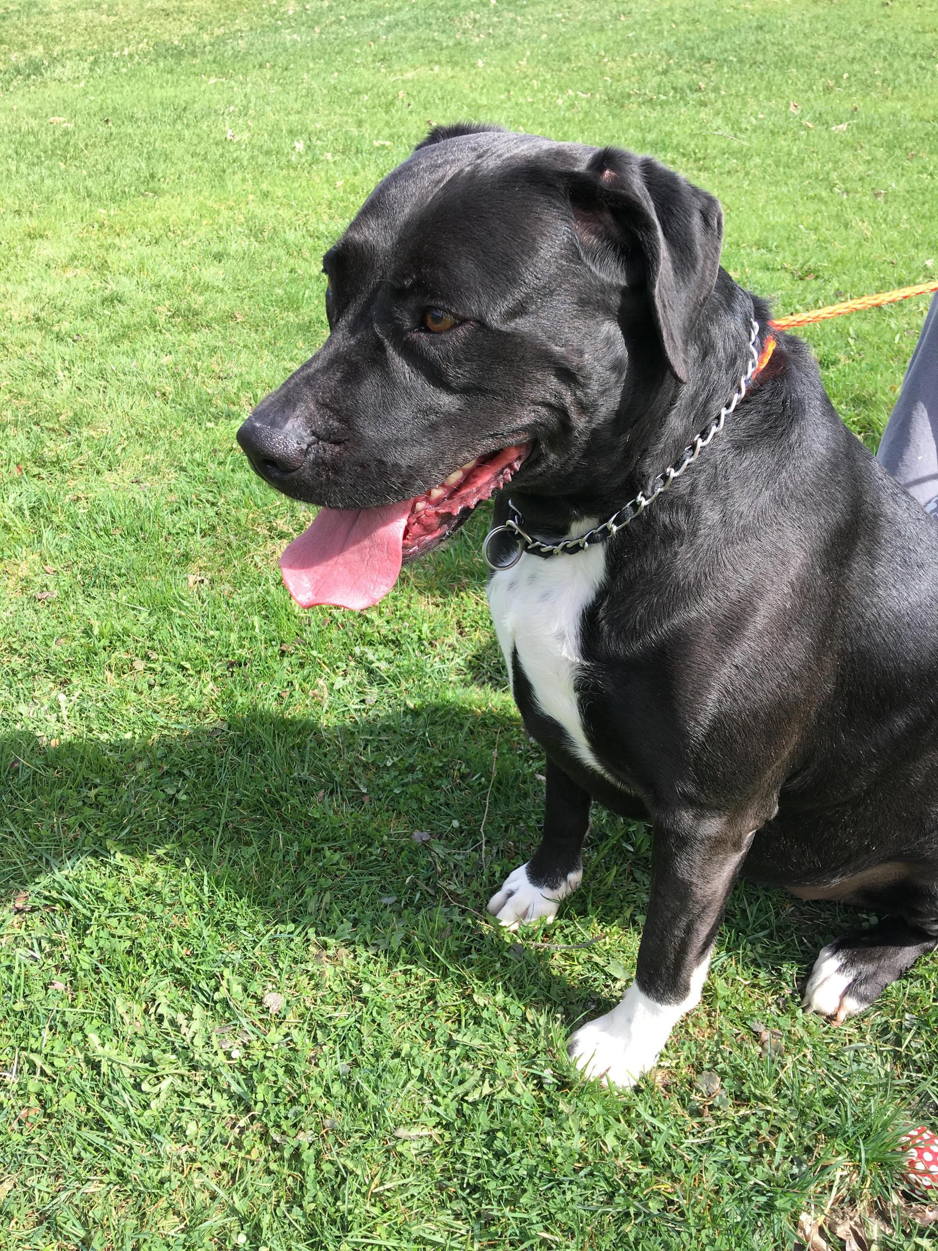 A senior large-sized female American Bulldog dog named Scratch for adoption in Sidney, NY