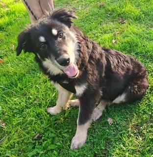 A young medium-sized male German Shepherd Dog dog named Starsky for adoption in Sumter, SC