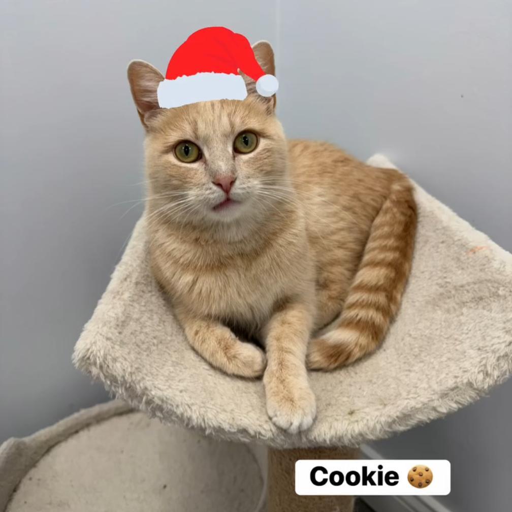 Cookie @pawz Pet Cafe