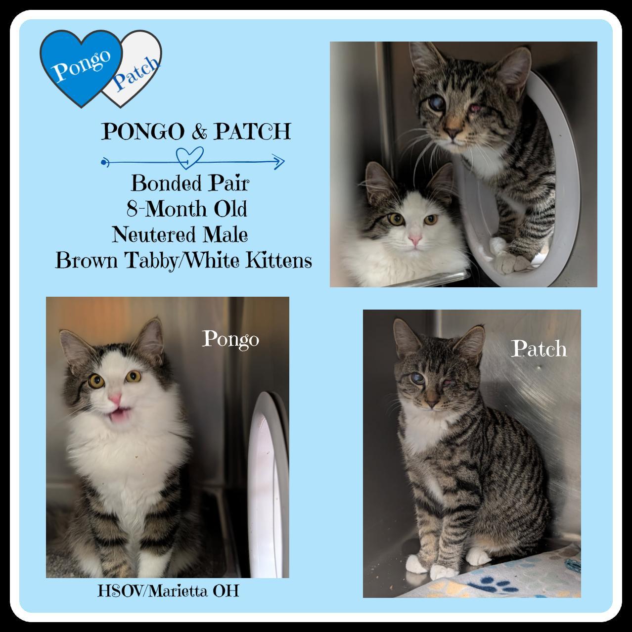 Pongo & Patch photo 1