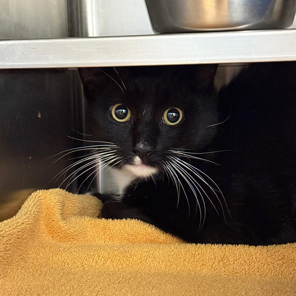 A young medium-sized male Black Domestic Short Hair cat named Paxton for adoption in Bristol, IN