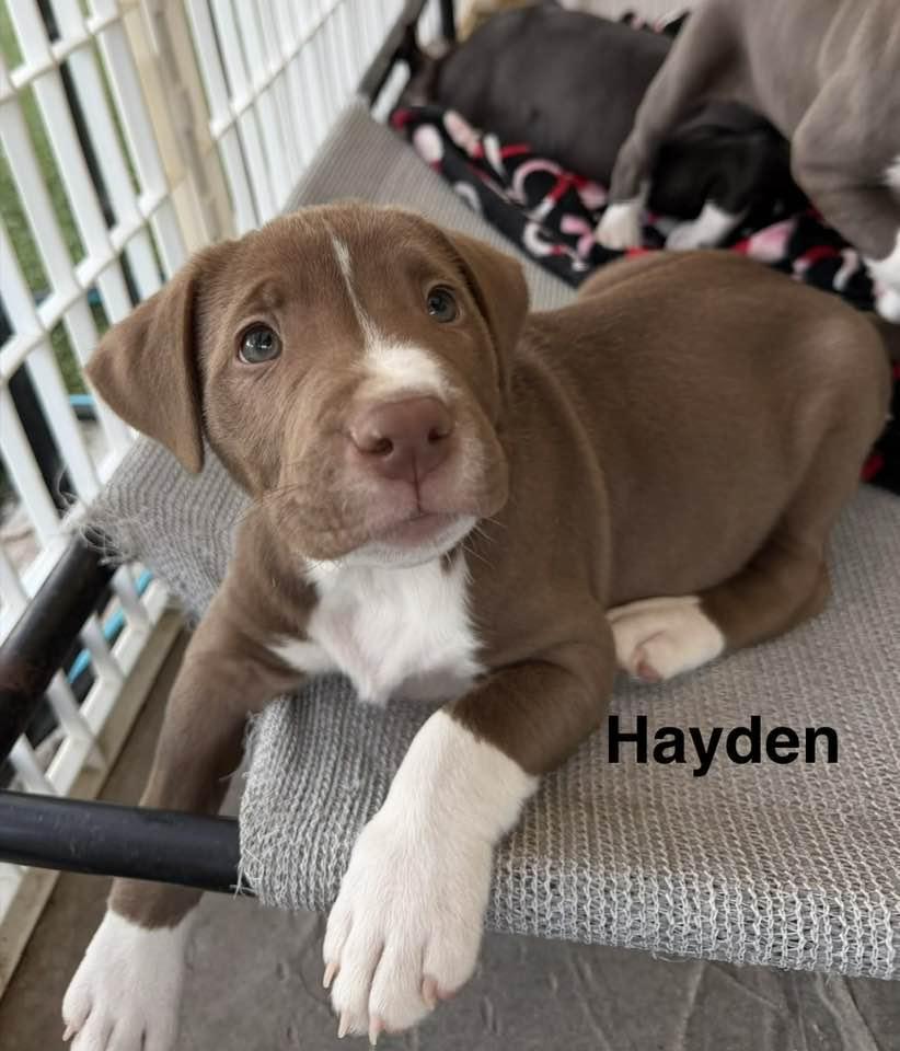 Hayden