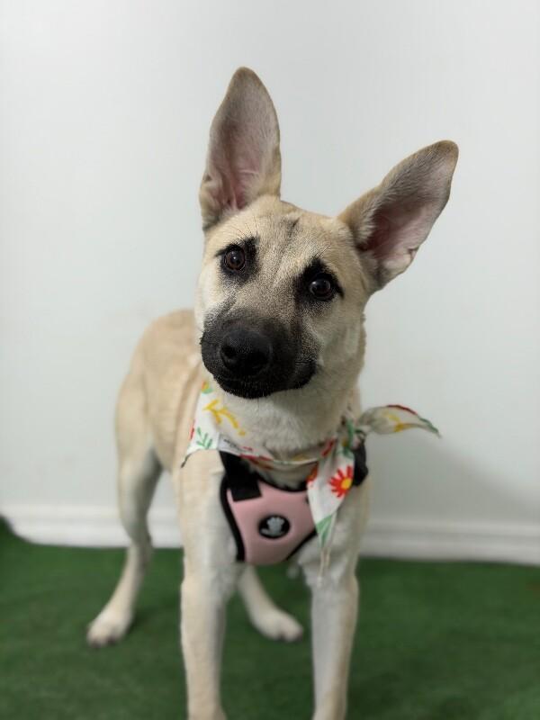 A baby medium-sized female Yellow / Tan / Blond / Fawn Belgian Shepherd / Malinois dog named Liz for adoption in Carlsbad, CA