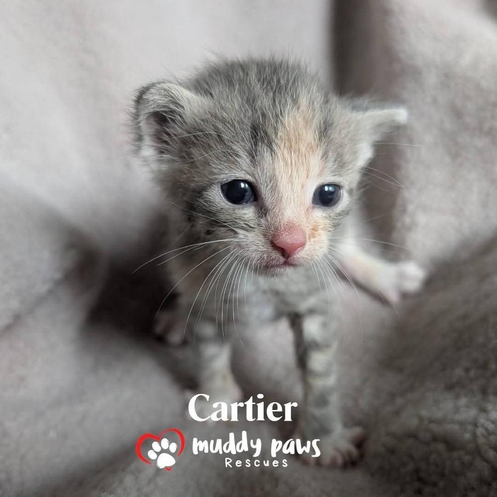 A baby small-sized female Domestic Short Hair cat named Jewel Box: Cartier for adoption in Council Bluffs, IA