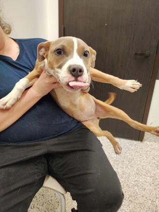 A young small-sized female Pit Bull Terrier dog named Kinsey for adoption in Atlanta, GA