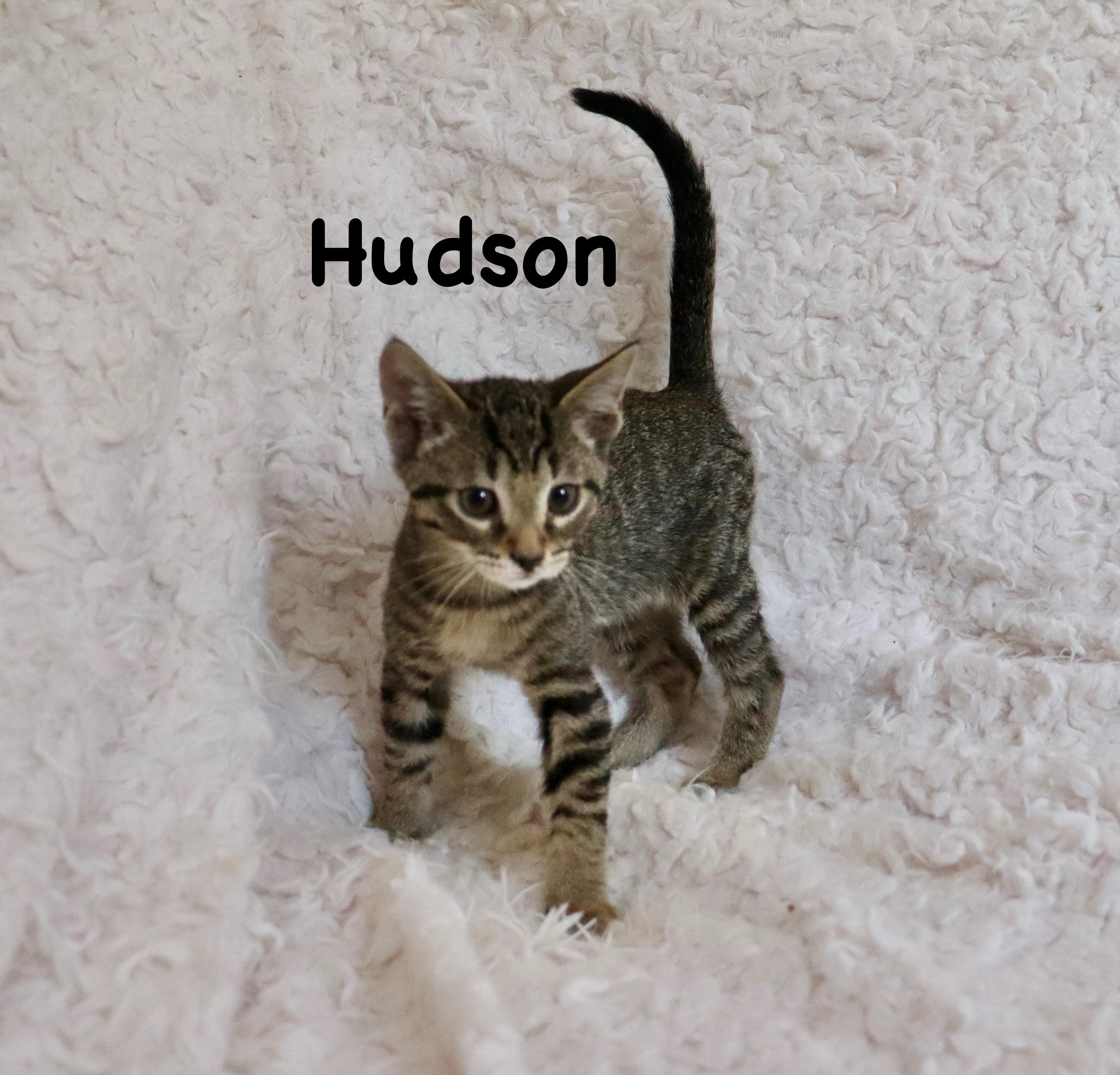 Hudson