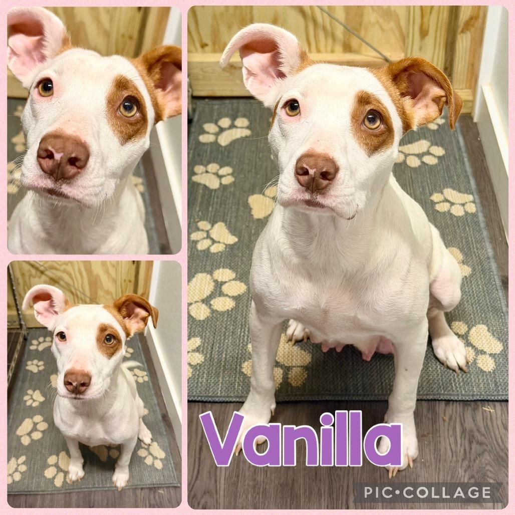 Vanilla