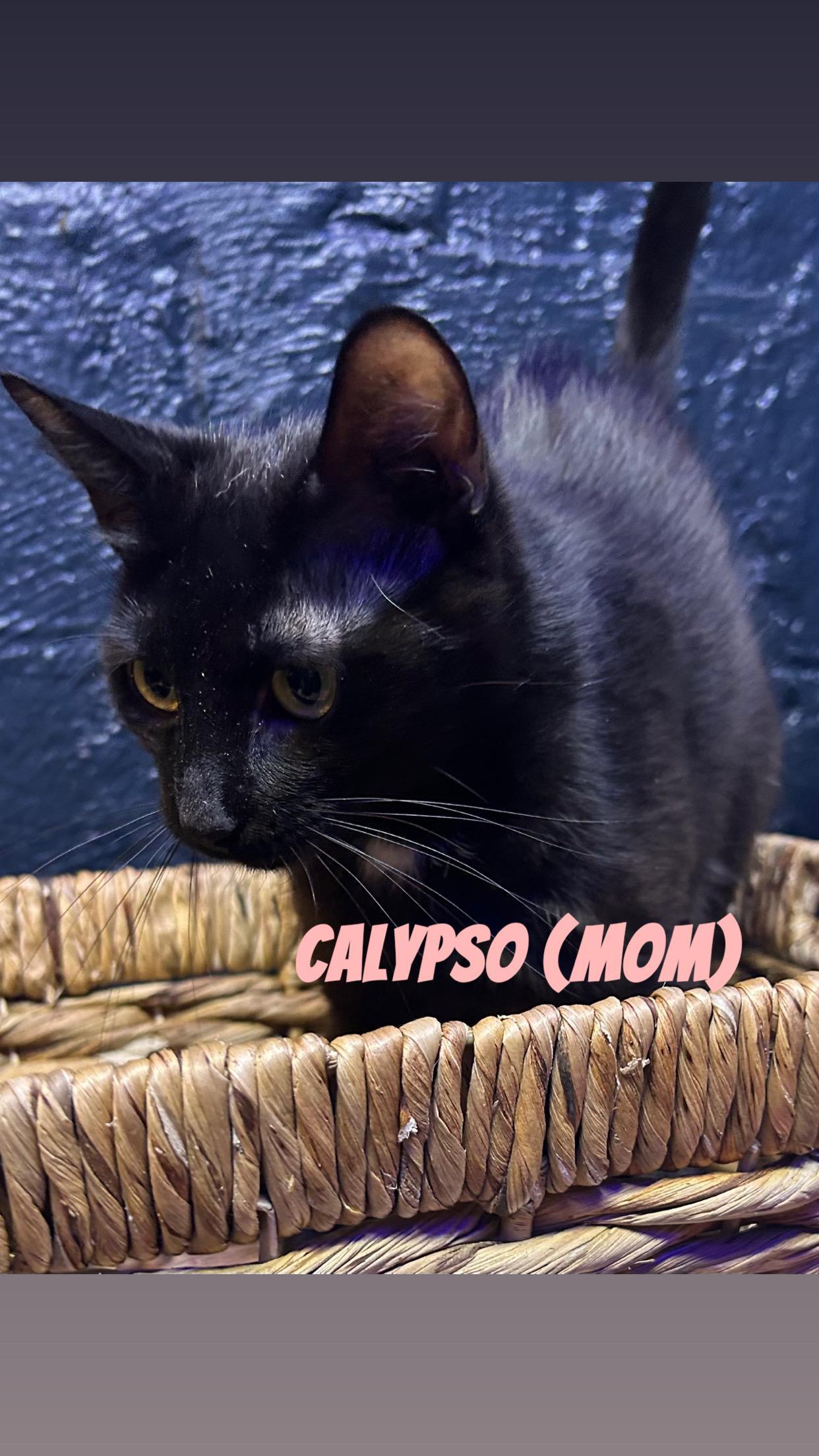 Calypso