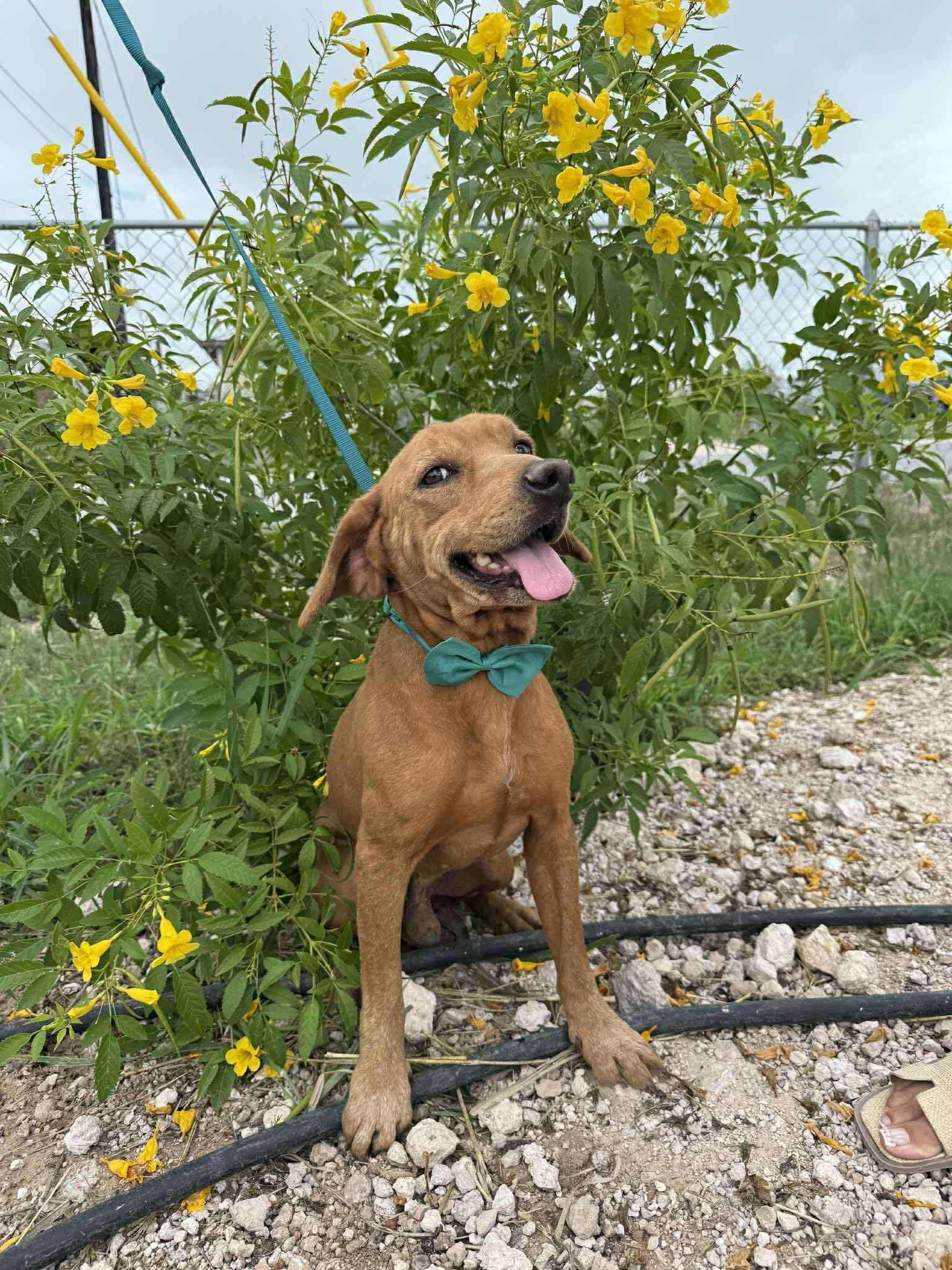 An adult medium-sized male Coonhound dog named Papi The Rags To for adoption in Harlingen, TX