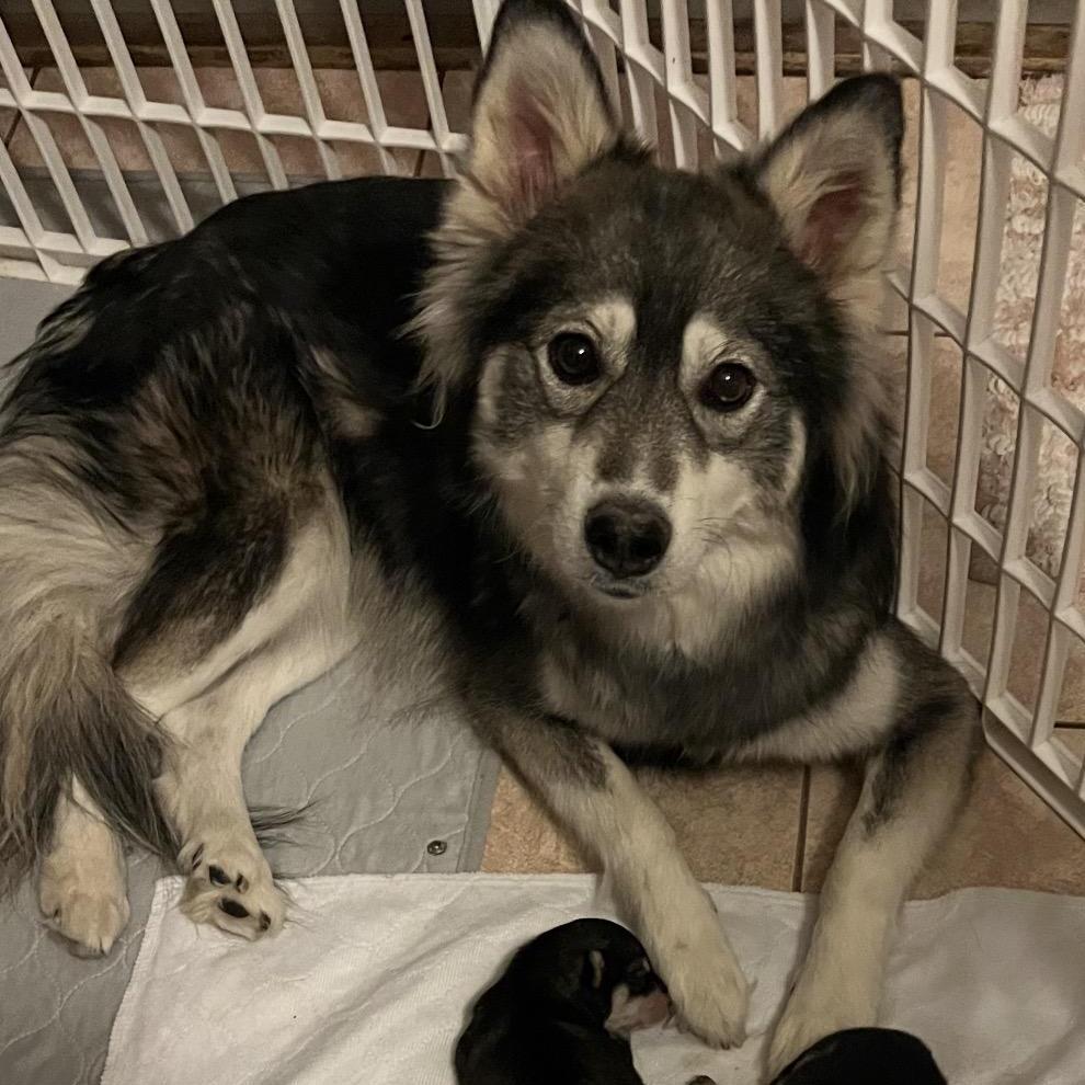 An adult small-sized female Pomsky dog named Kandy for adoption in North Arlington, NJ