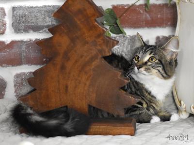 A young medium-sized female Tabby (Brown / Chocolate) Domestic Long Hair cat named Harriet for adoption in Conroe, TX