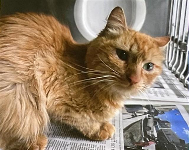 A young small-sized female Domestic Long Hair cat named Cathy for adoption in San Bernardino, CA