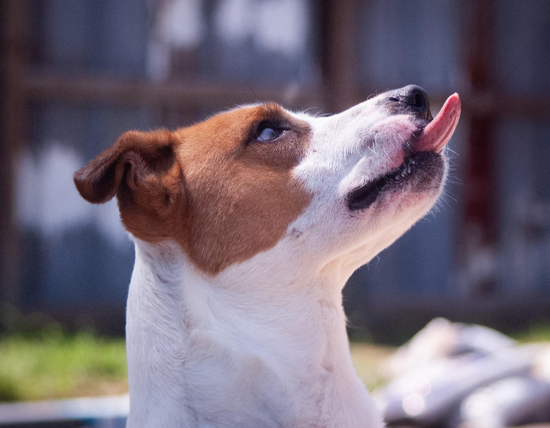 An adult medium-sized male White / Cream Pit Bull Terrier dog named Carter for adoption in Houston, TX