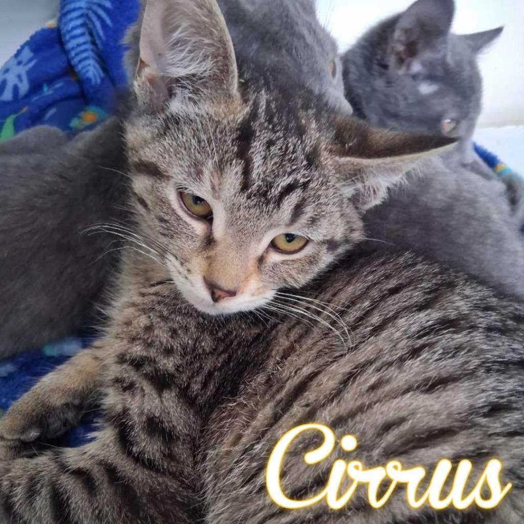 Cirrus
