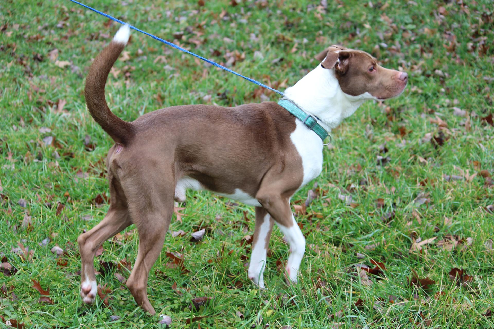 A senior medium-sized male Red / Chestnut / Orange Mixed Breed dog named Cooper for adoption in Brazil, IN
