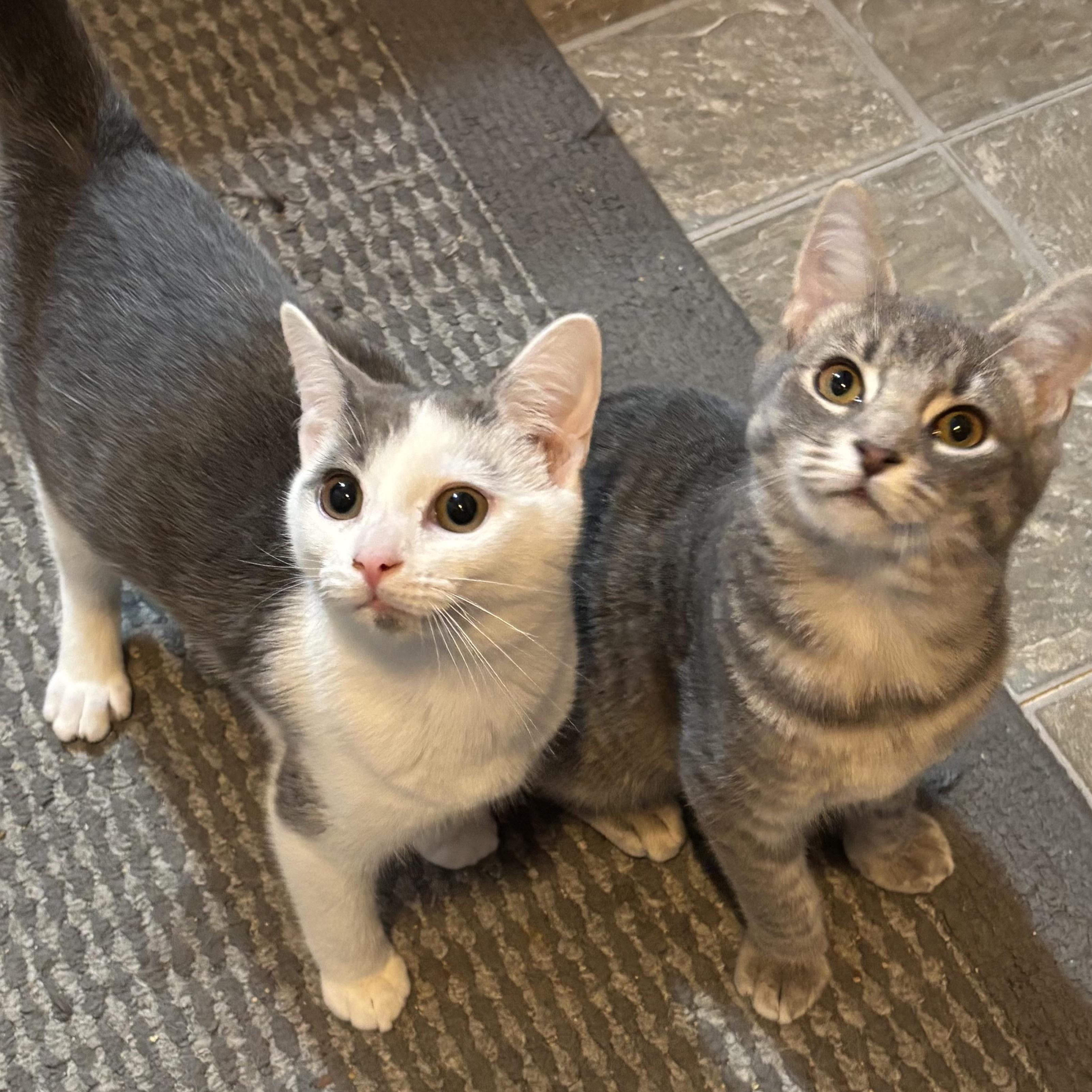 Echo And Bubbles photo 1