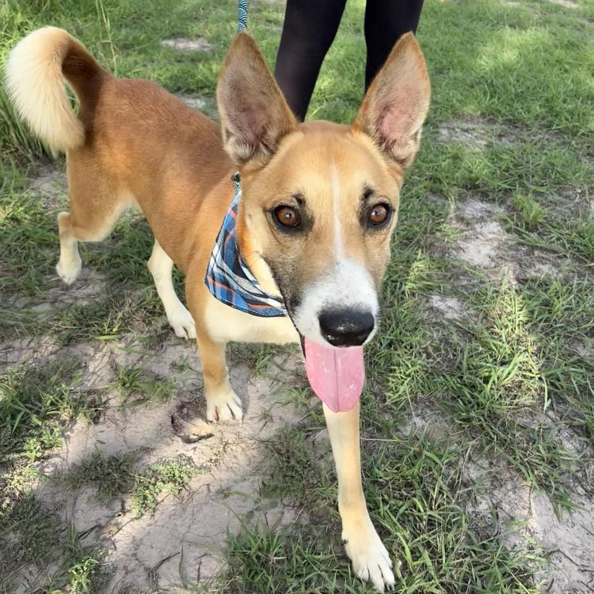 An adult medium-sized male Husky dog named Flako for adoption in Kempner, TX