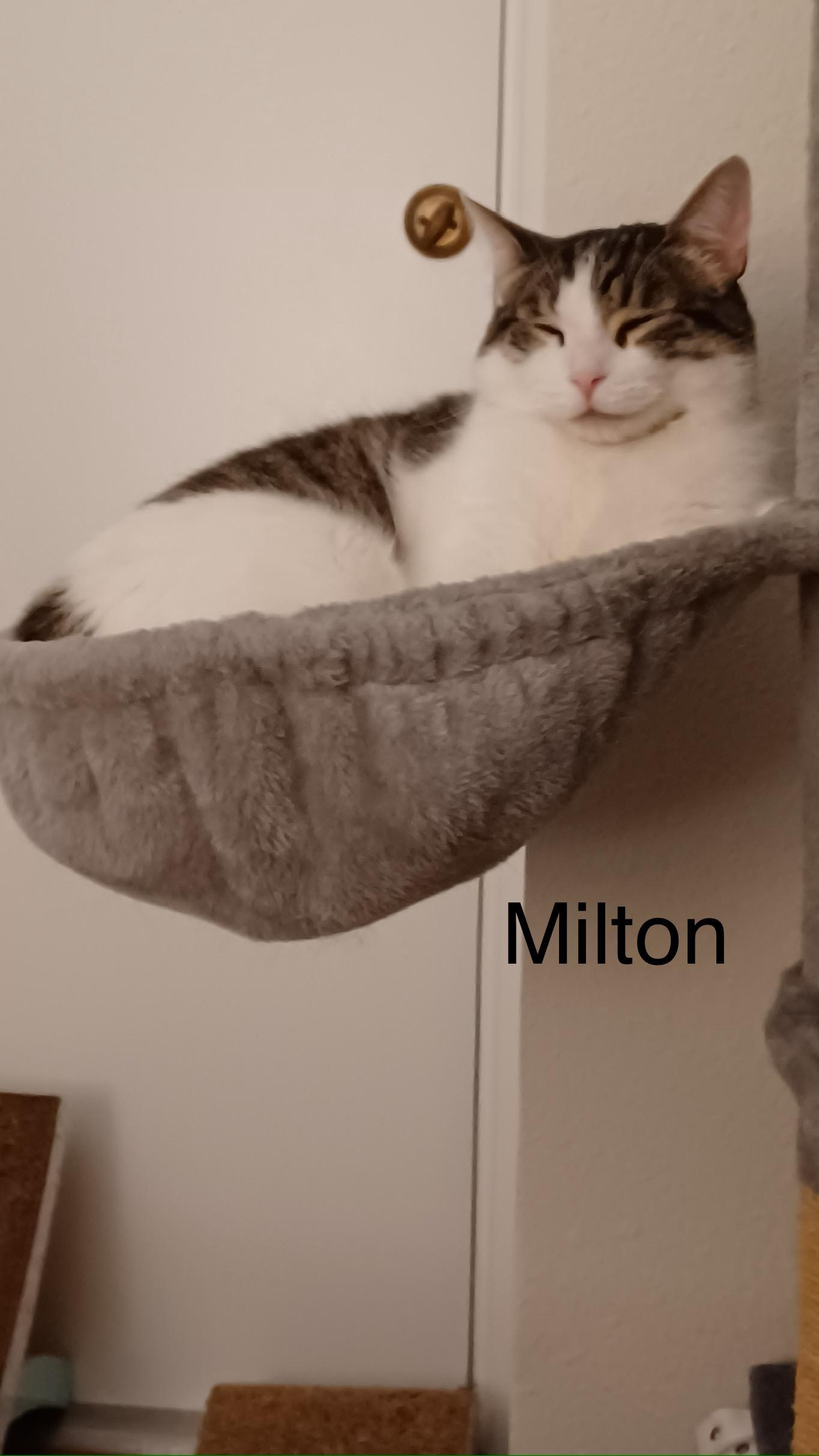 Mustache Mcgee And Milton