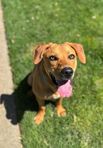 A young large-sized female Redbone Coonhound dog named Cherry for adoption in Louisville, KY