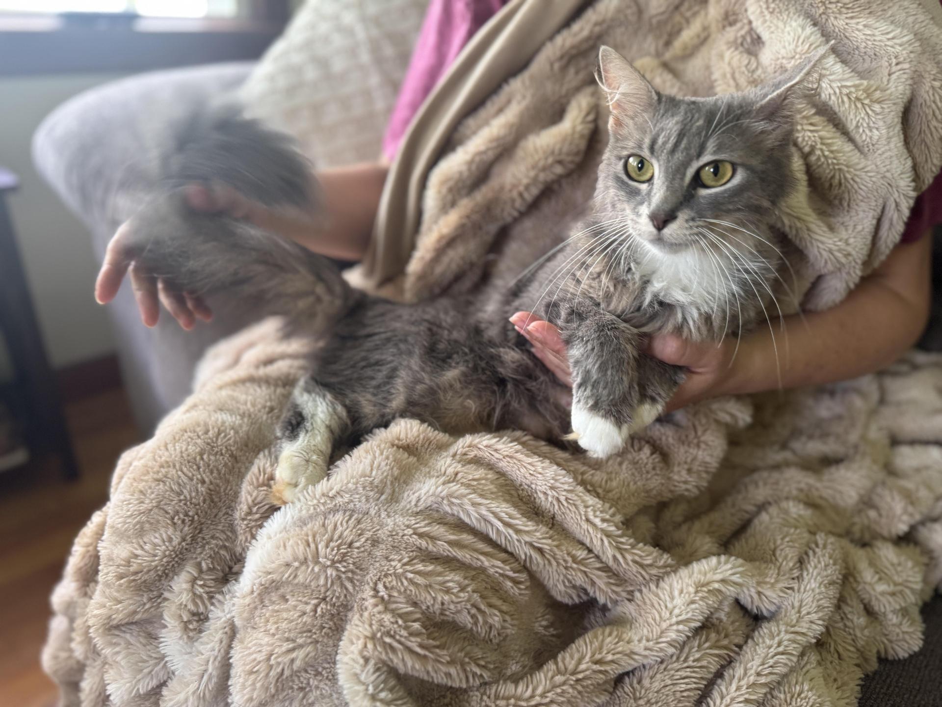 An adult small-sized female Gray & White Domestic Long Hair cat named Lady Jane Grey Transport for adoption in Gradyville, KY