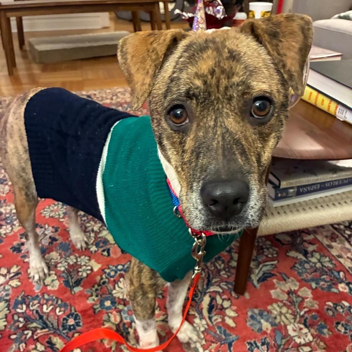 An adult medium-sized female Brown / Chocolate Mixed Breed dog named Butternut for adoption in Brooklyn, NY