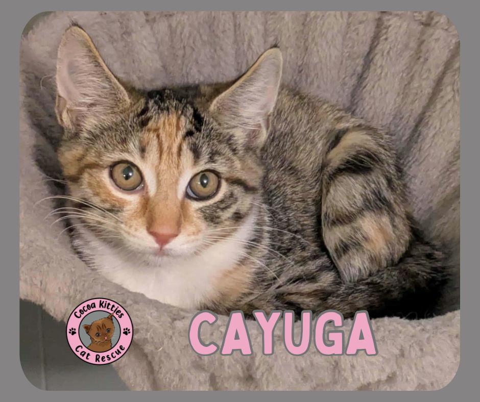 Cayuga