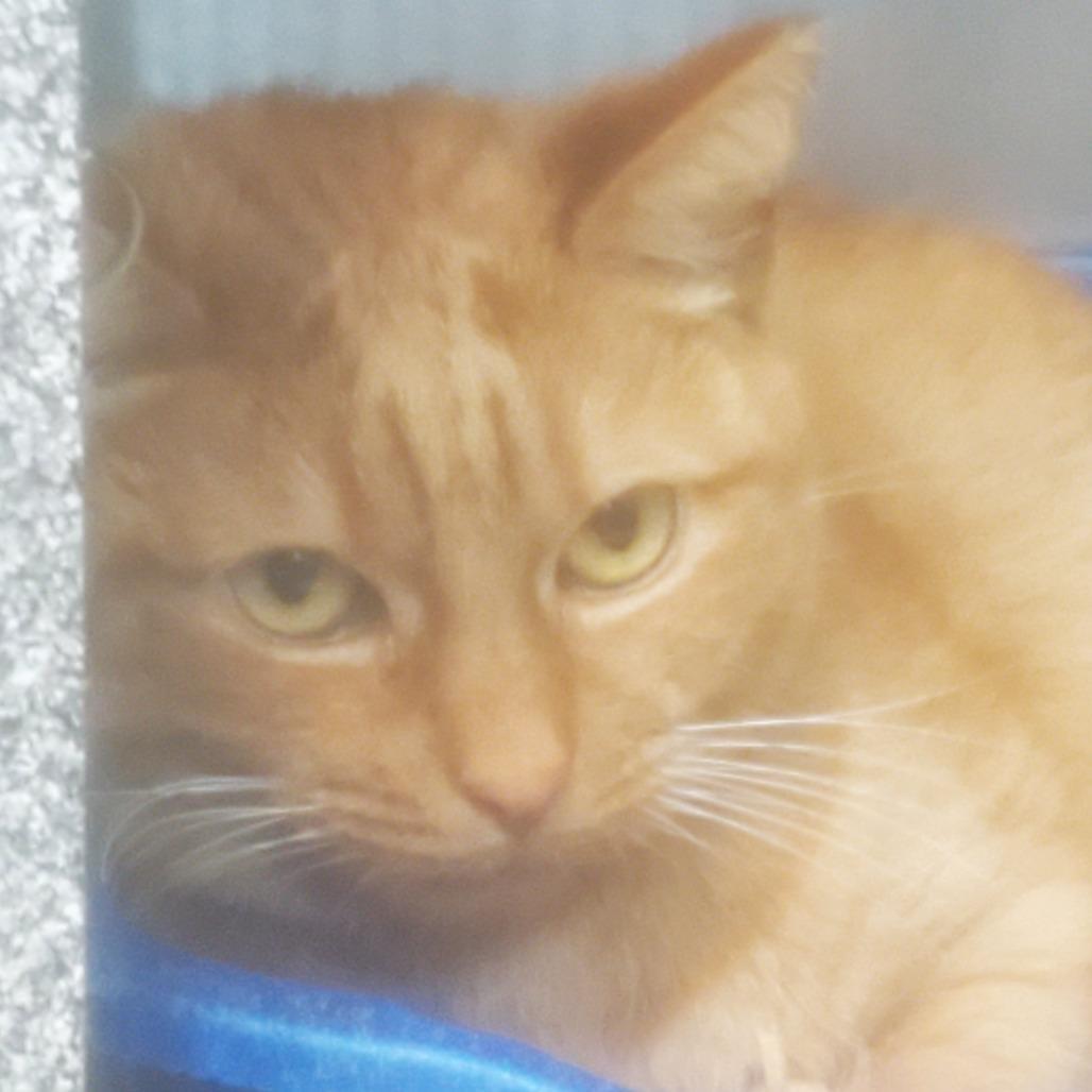 An adult small-sized female Orange / Red Domestic Short Hair cat named Shelby for adoption in Vineland, NJ