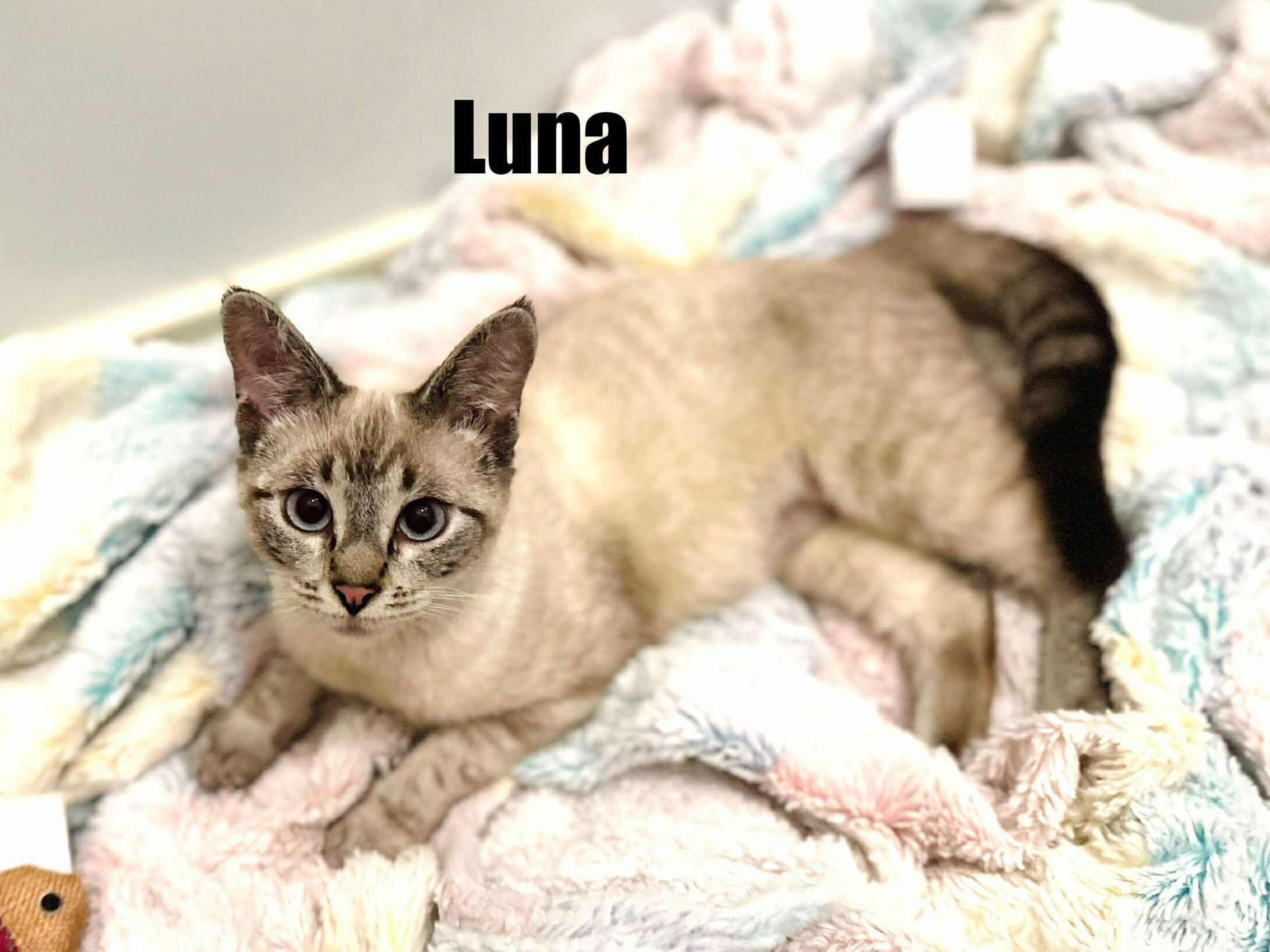 Luna Lynx Point